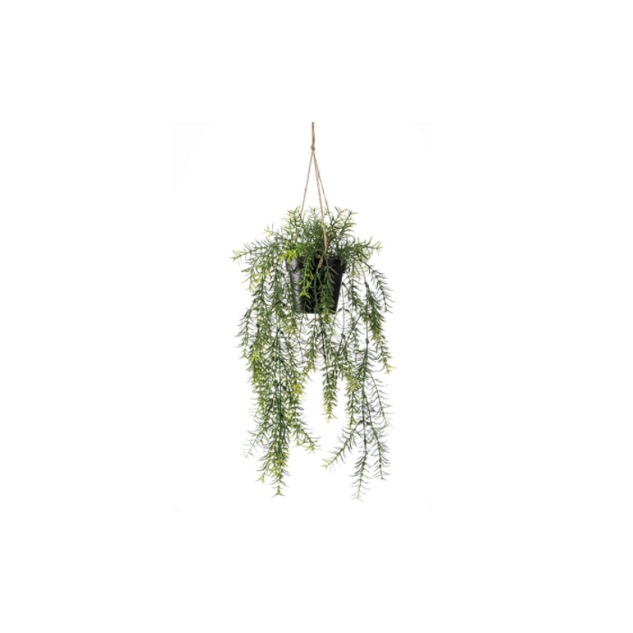 Asparagus Hanging 50cm In Pot