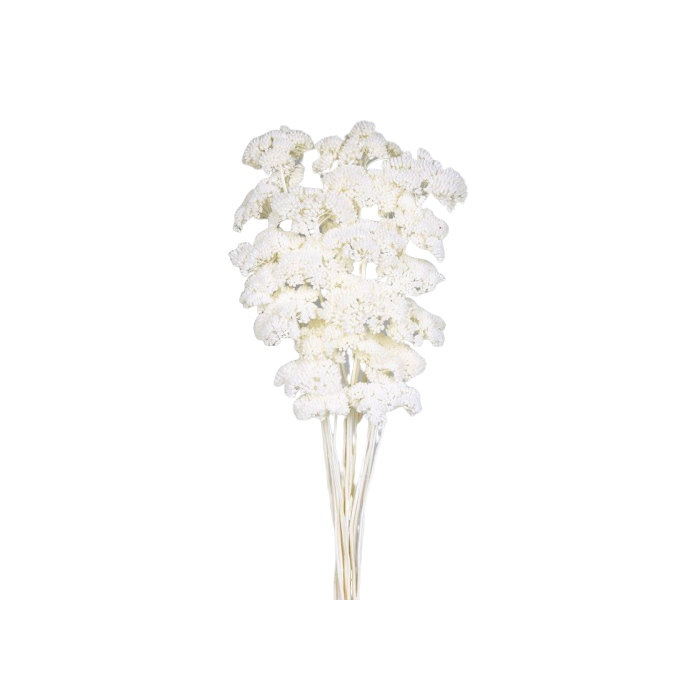 Achillea Filipendulina - Bleached White - 100g