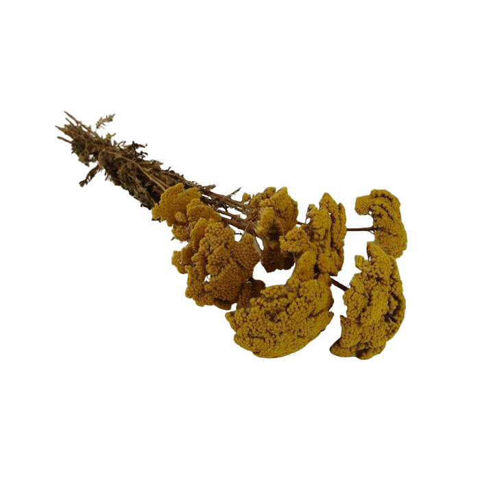 Achillea Filipendulina - Natural - 100g