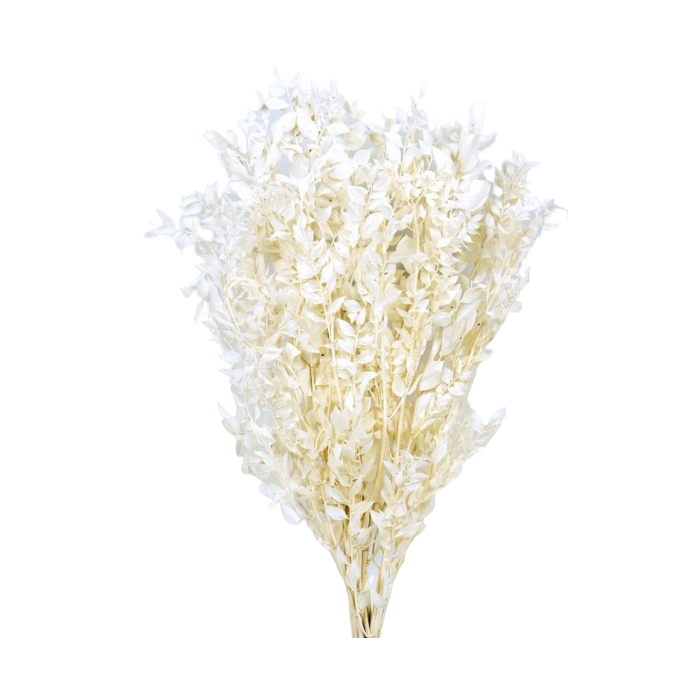 Preserved Ruscus - Bleached White