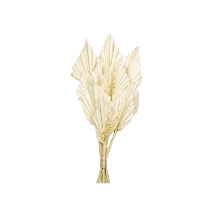 Palm Spear - Bleached White - 10pcs