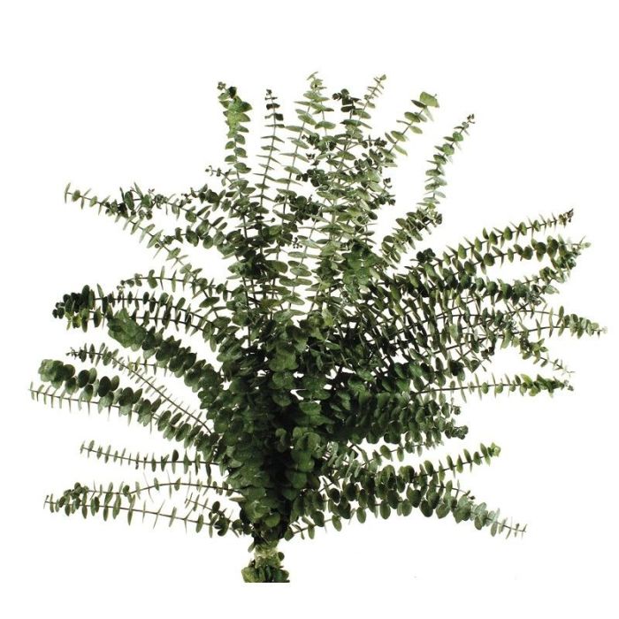 Preserved Baby Eucalyptus - Green