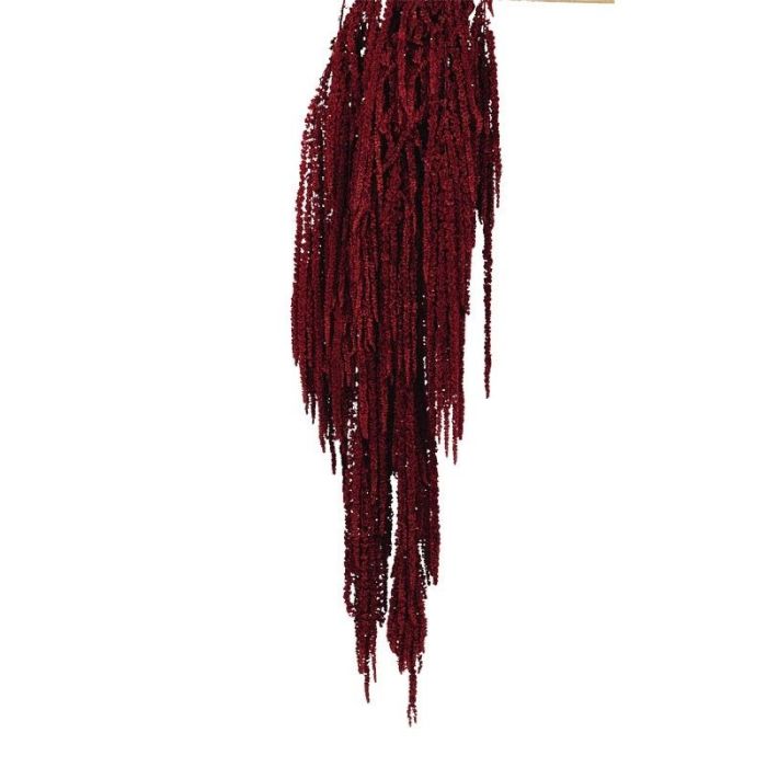 Preserved Amaranthus Caudatus - Burgundy