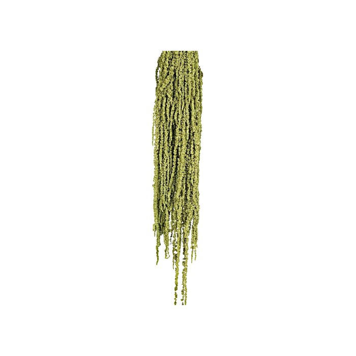 Preserved Amaranthus Caudatus - Green