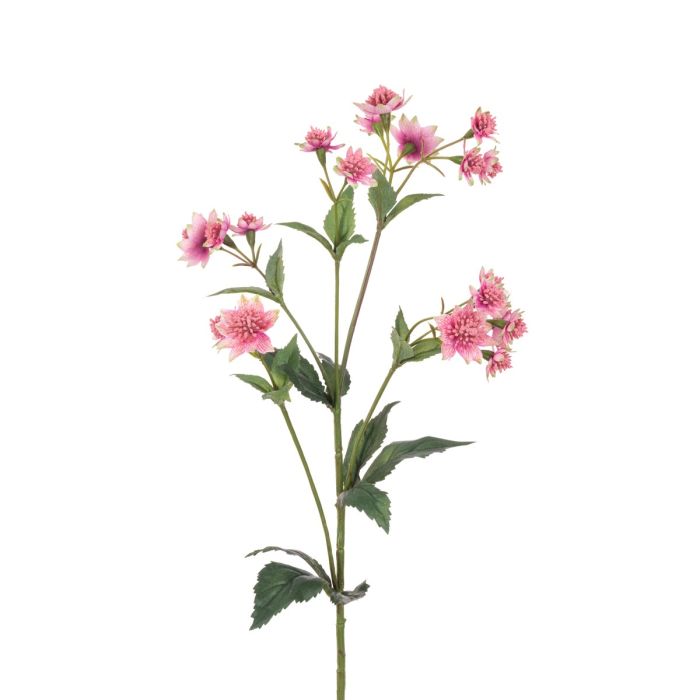 Astrantia Spray - 77cm Two Tone Pink