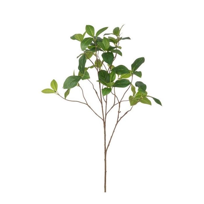Enkianthus Spray - 96cm Green