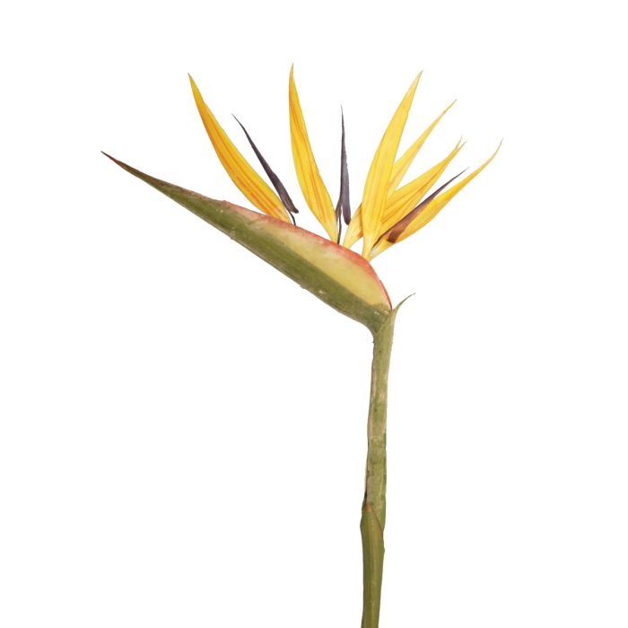 Bird Of Paradise - 83cm