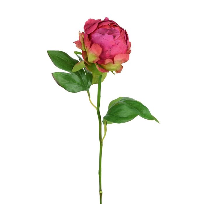 Hybrid Peony Bud 45cm Beauty