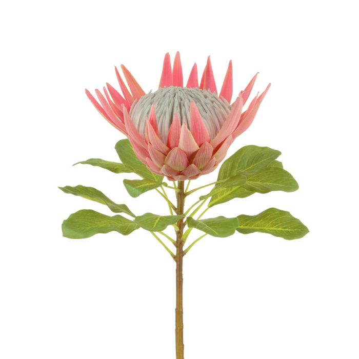 Queen Protea 73cm Dark Pink