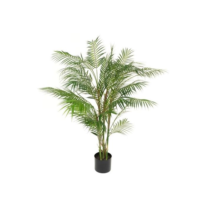 Areca Palm in pot - 120cm