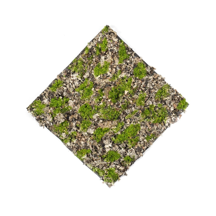 Dry Moss Mat Green/Grey 50 x 50cm