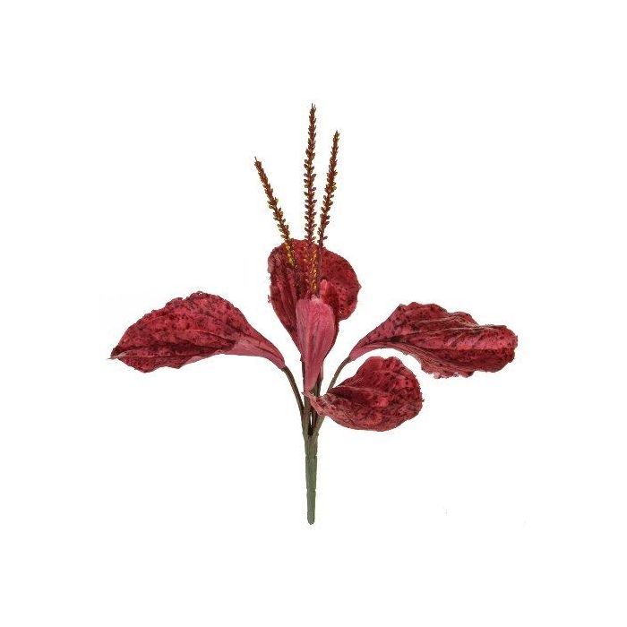 Plantain Red 29cm