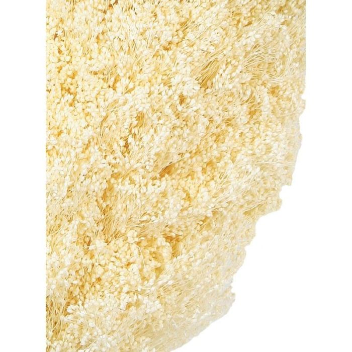 Preserved Broom Bloom Bleached