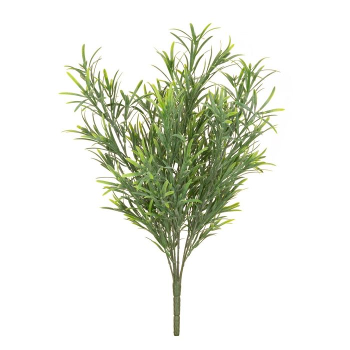 UV Podocarpus Bush