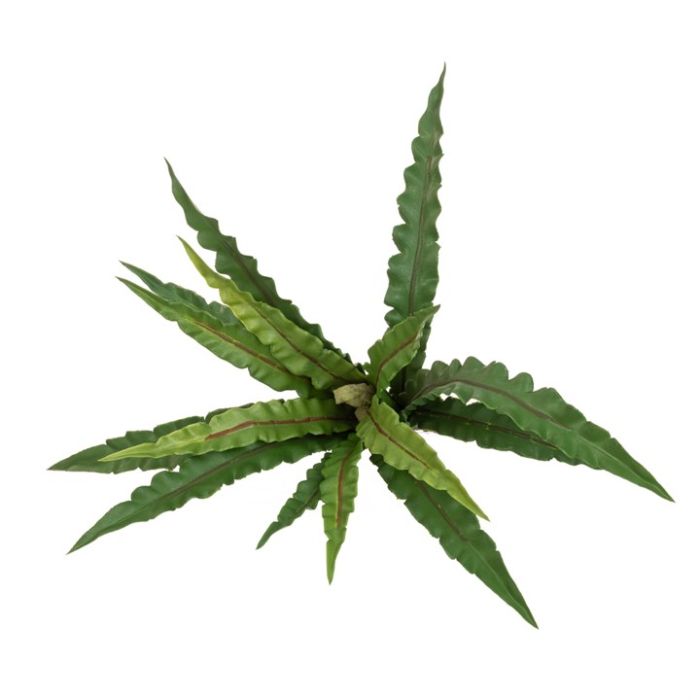 UV Bird's Nest Fern - 38cm