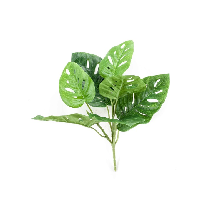 Monstera Monkey Bush Green 30cm