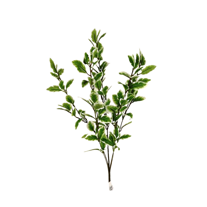 Pittosporum Spray Variagated