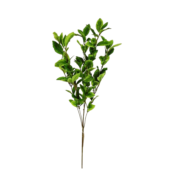 Pittosporum Spray Green