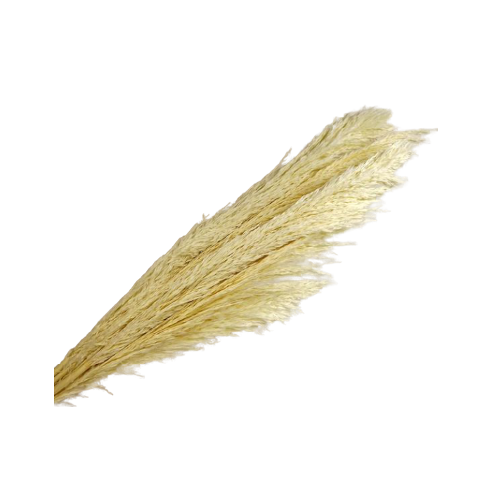 Cana Silvestre x 6 Stems White