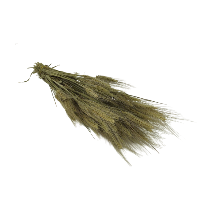 Bearded Wheat Bunch (Dutch)