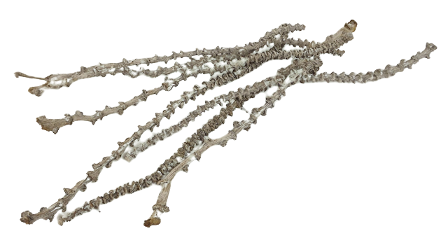 Banana Stem Stone Washed White x 20pcs