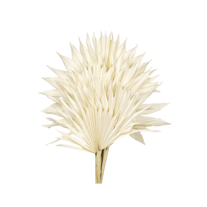 Bleached Sun Palm (Spear) x 6pcs