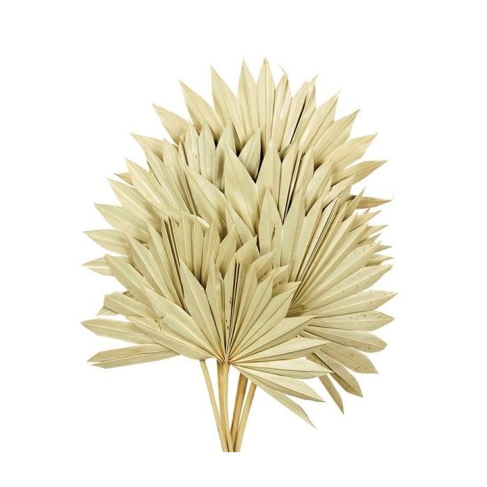 Natural Sun Palm (Spear) x 6pcs