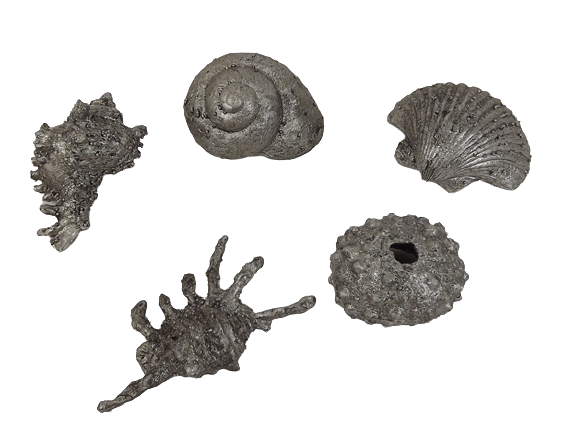 9cm Shell Set Of 5 Silver