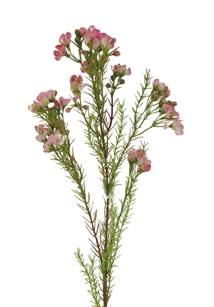 Wax Flower Spray 77cm Pink
