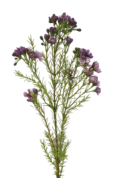 Wax Flower Spray 77cm Purple