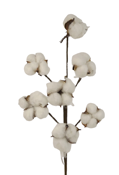 55cm Cotton Seed Pod Stem