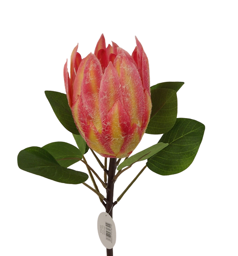 Protea 65cm Pink