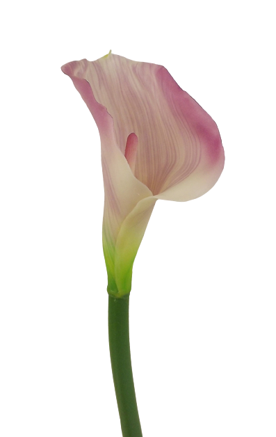 Real Touch Calla Lili 68cm Pink/Cream