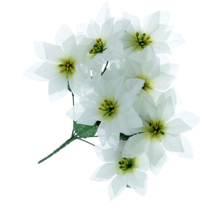 Poinsettia Bush White (7 Heads)