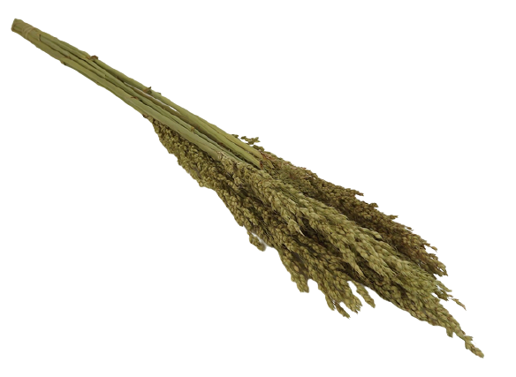 Sorghum Natural x 10 Stems