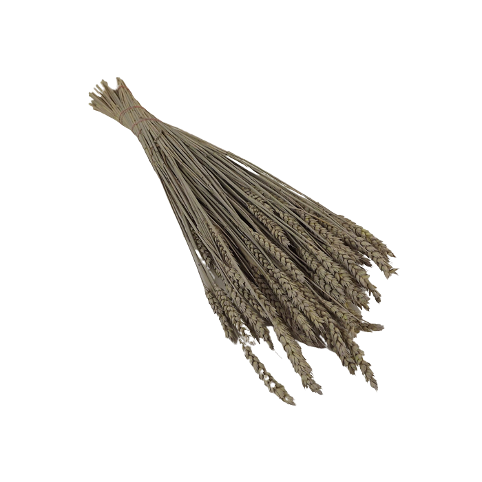 Tritical (Wheat) Dyed Taupe