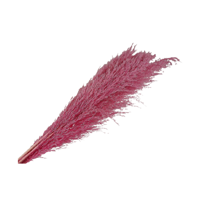 Cana Silvestre x 6 Stems Pink