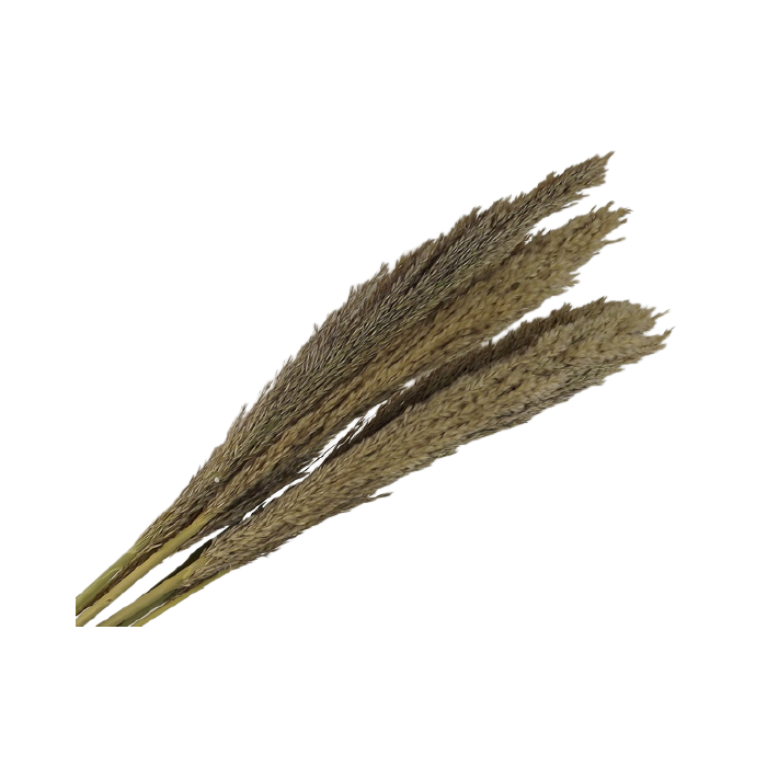 Cana Silvestre x 6 Stems Natural