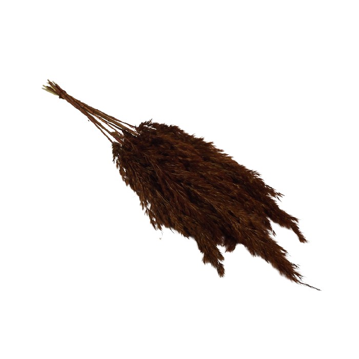 Wild Reed Plume (Pampas) Brown x 10 Stems App 75cm