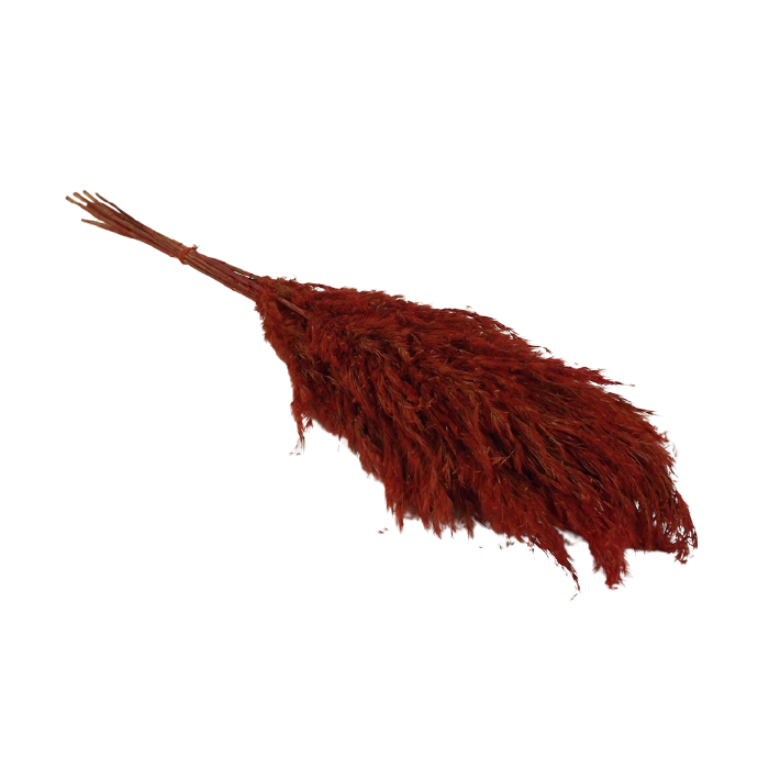 Wild Reed Plume (Pampas) Red x 10 Stems App 75cm