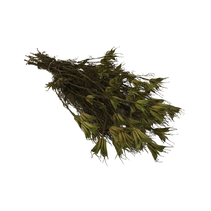 Nigella Orientalis Natural Bunch (28707)