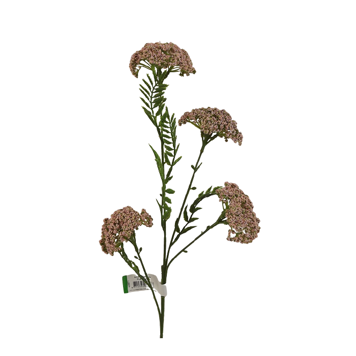 Achillea Spray Pink 60cm