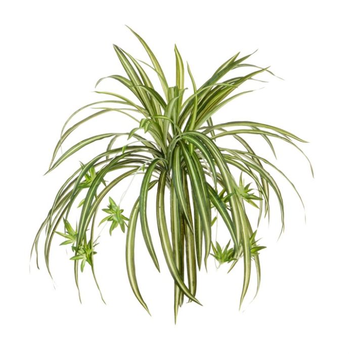 Spider Plant W/8 Babies 48cm