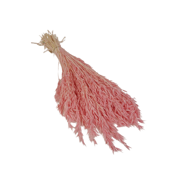 Avena Sativa (Oats) Light Pink x 200g