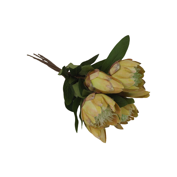 53cm Protea Bundle Natural