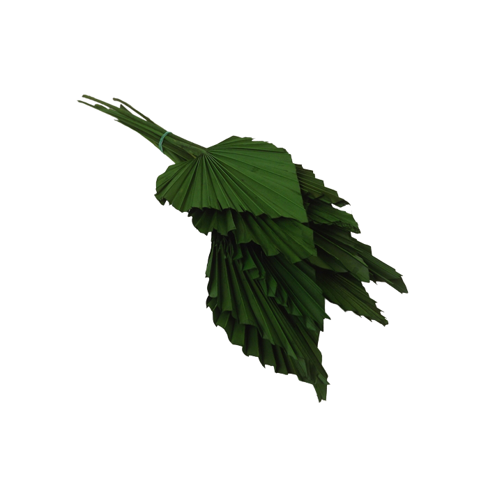 Palm Spear Green x 10pcs