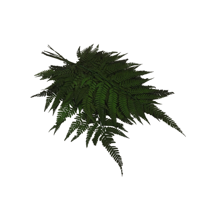Preserved Leather Fern Green x 10ps App 40cm