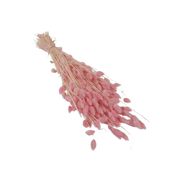 Phalaris Light Pink 150g