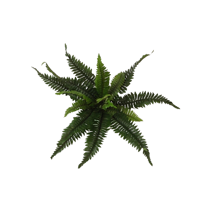 Boston Fern x 16 Leaves 28cm
