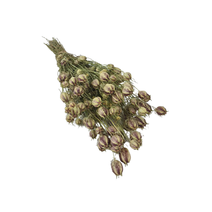 Nigella Pods Natural (Spanish)